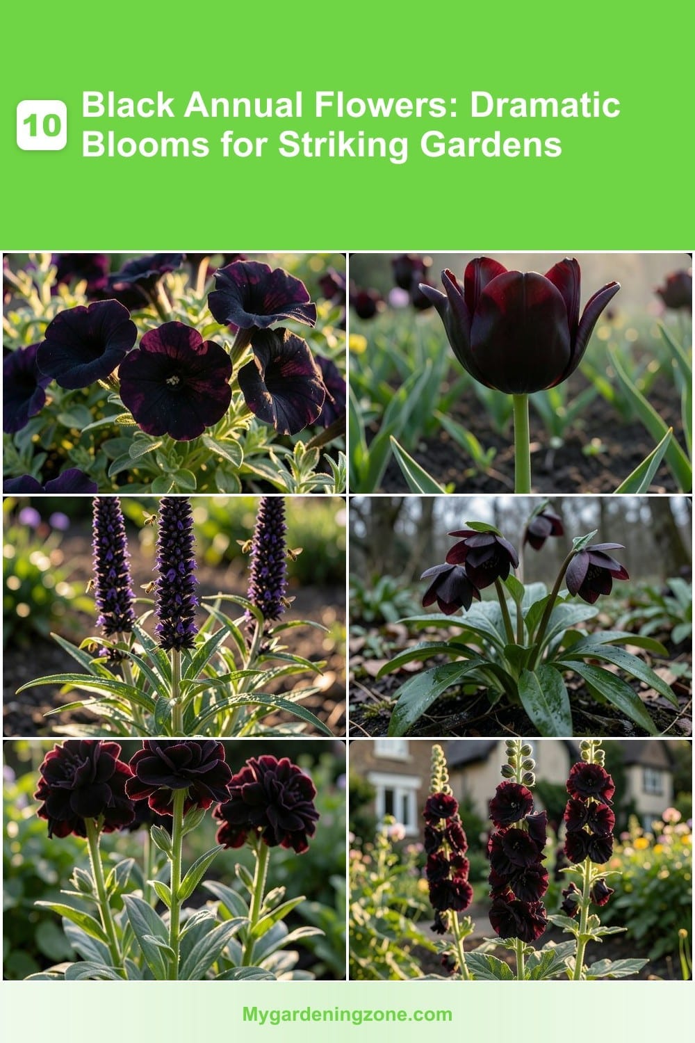 10 Black Annual Flowers: Dramatic Blooms for Striking Gardens 10 Black Annual Flowers: Dramatic Blooms for Striking Gardens