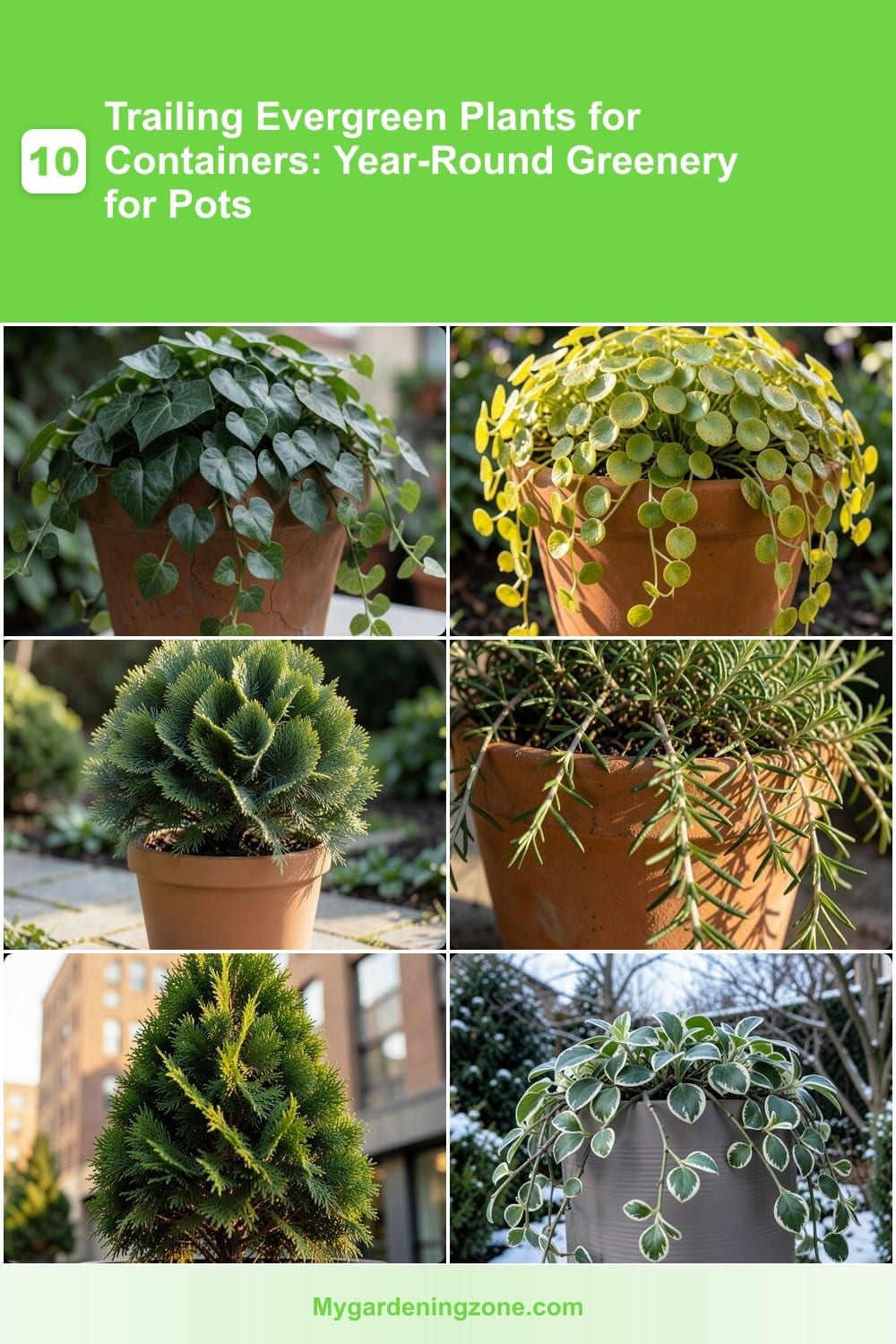 10 Trailing Evergreen Plants for Containers: Year-Round Greenery for Pots 10 Trailing Evergreen Plants for Containers: Year-Round Greenery for Pots
