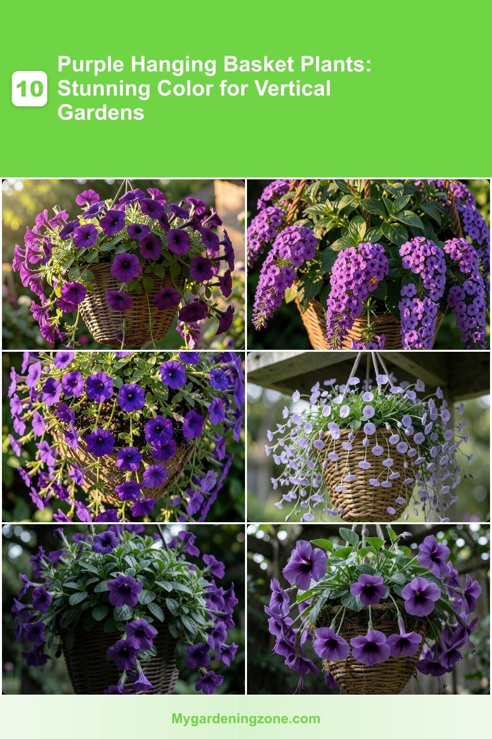 10 Purple Hanging Basket Plants: Stunning Color for Vertical Gardens 10 Purple Hanging Basket Plants: Stunning Color for Vertical Gardens