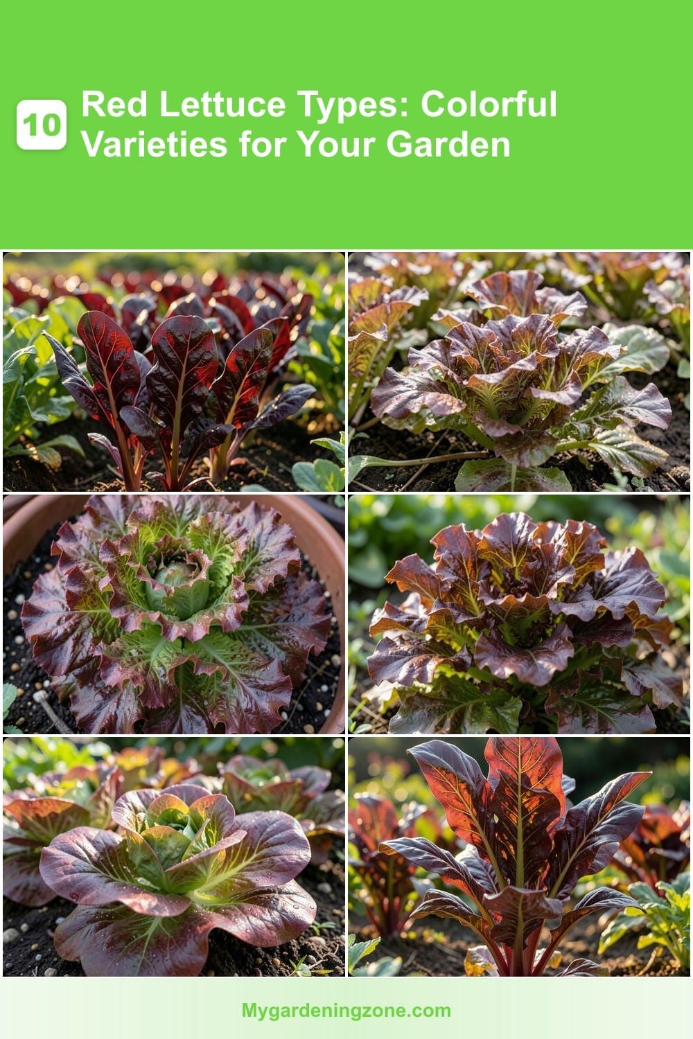 10 Red Lettuce Types: Colorful Varieties for Your Garden