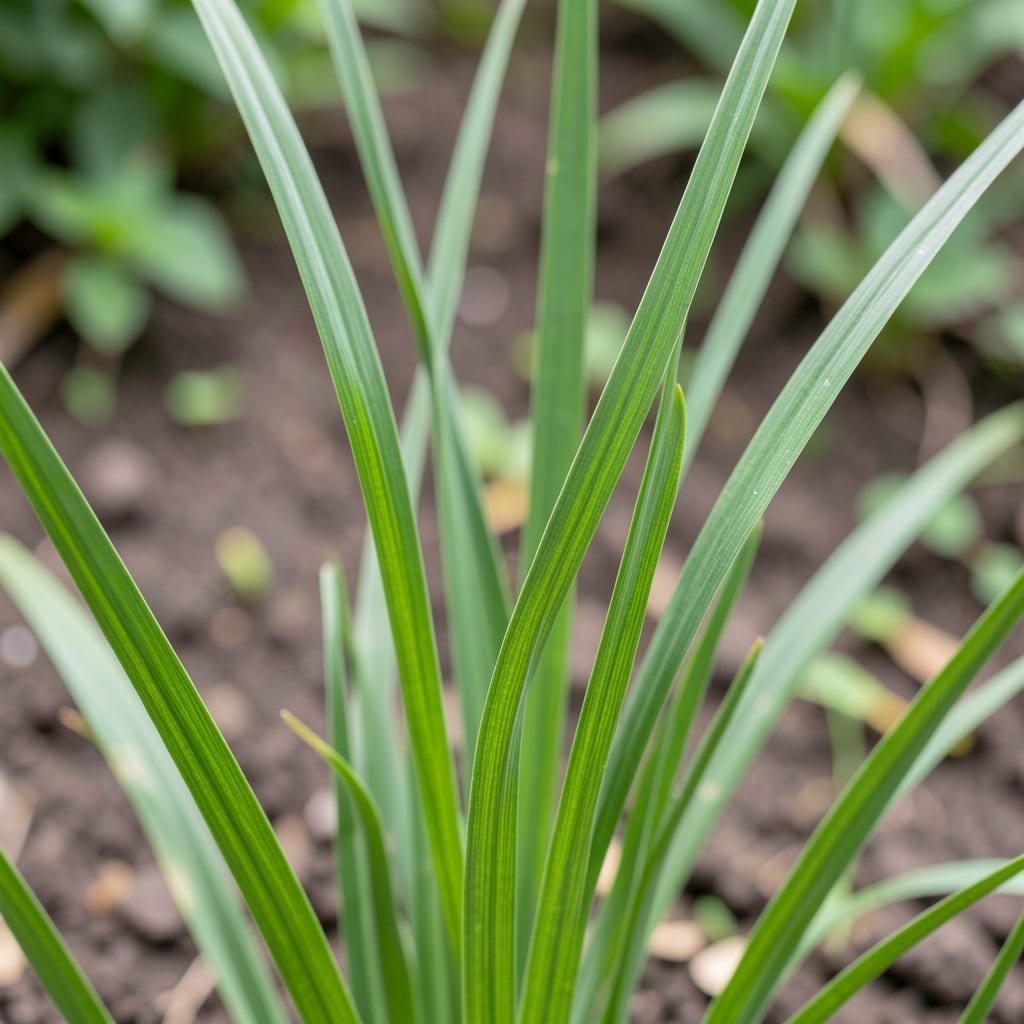 Mosquito Control in Largo: Local Solutions for a Pest-Free Yard