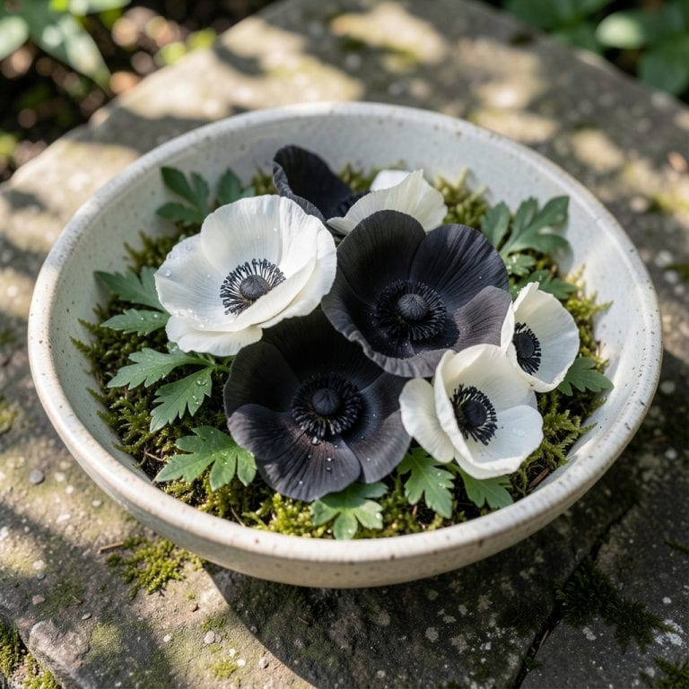 Black And White Anemone: Elegant Contrast for Shade Gardens
