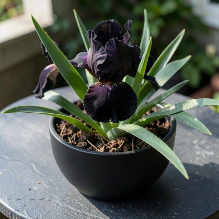 Black Is Black Iris: Velvety Petals for Dramatic Gardens Black Is Black Iris: Velvety Petals for Dramatic Gardens