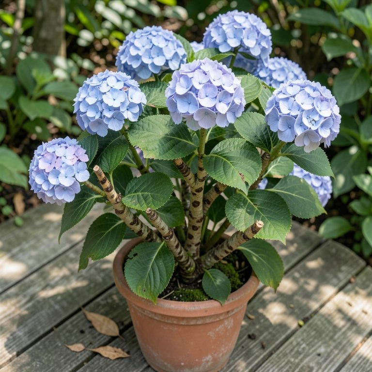 Brown Spots on Hydrangea Stems: Fungal Threat and Plant Revival Steps Brown Spots on Hydrangea Stems: Fungal Threat and Plant Revival Steps