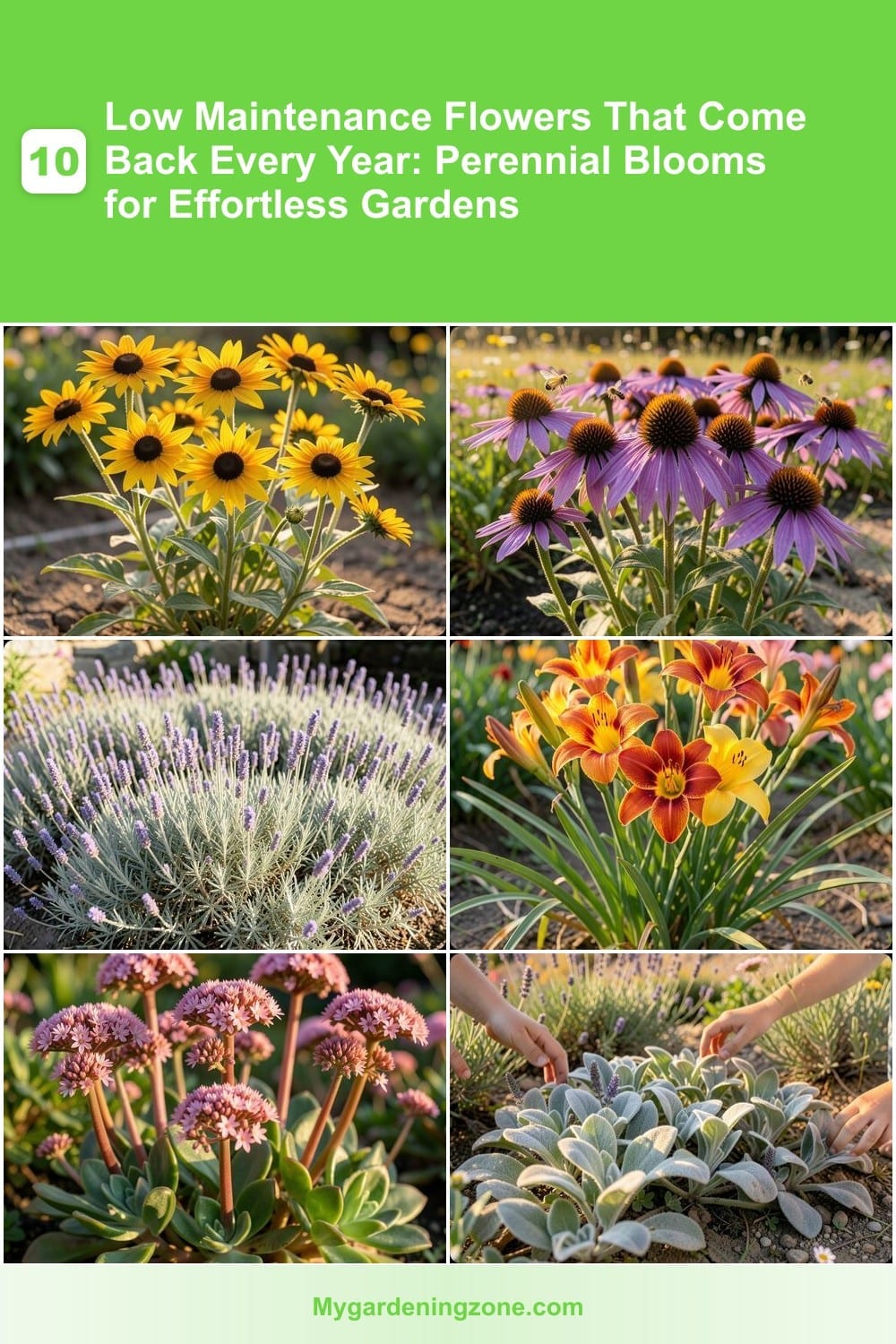 10 Low Maintenance Flowers That Come Back Every Year: Perennial Blooms for Effortless Gardens