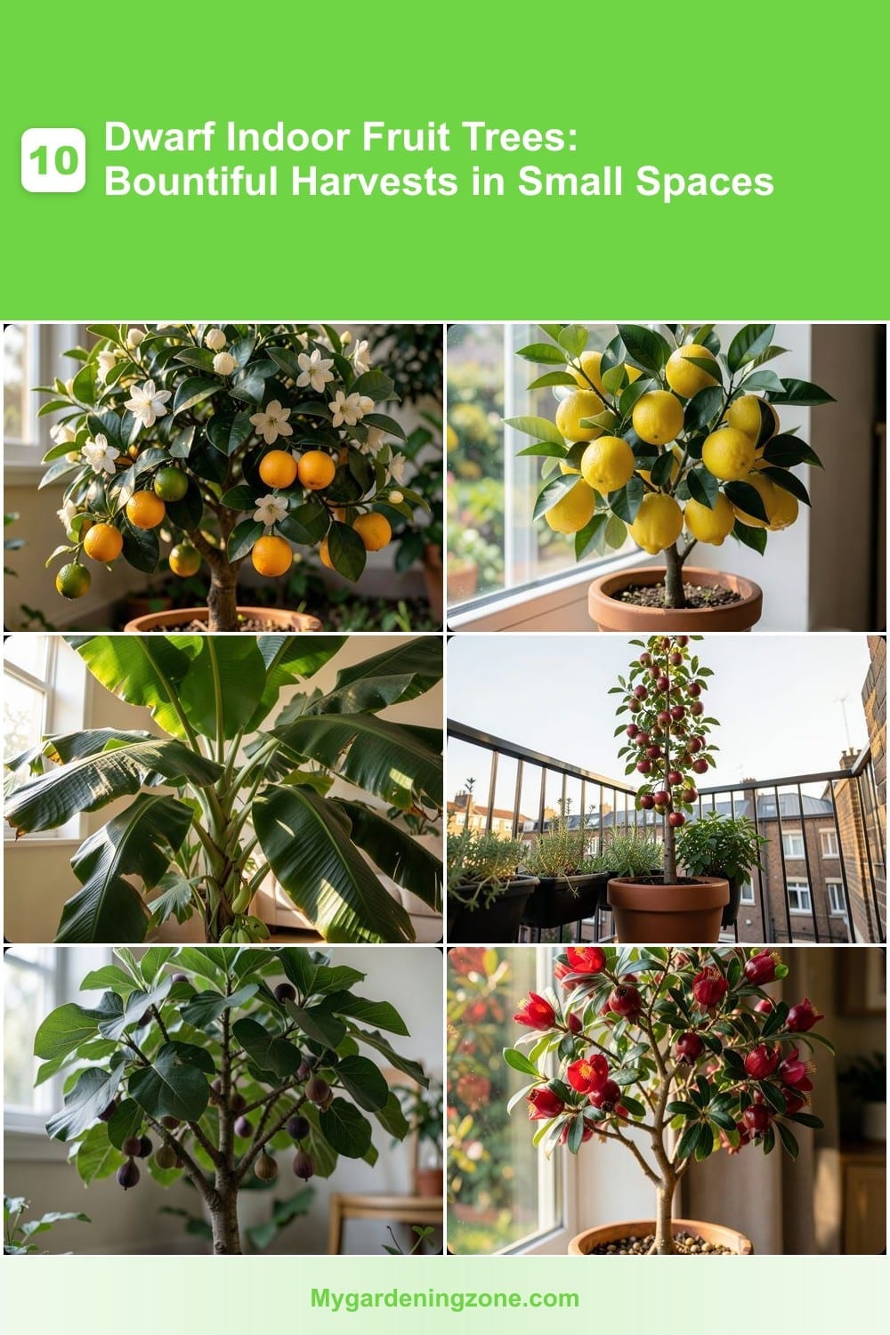 10 Dwarf Indoor Fruit Trees: Bountiful Harvests in Small Spaces