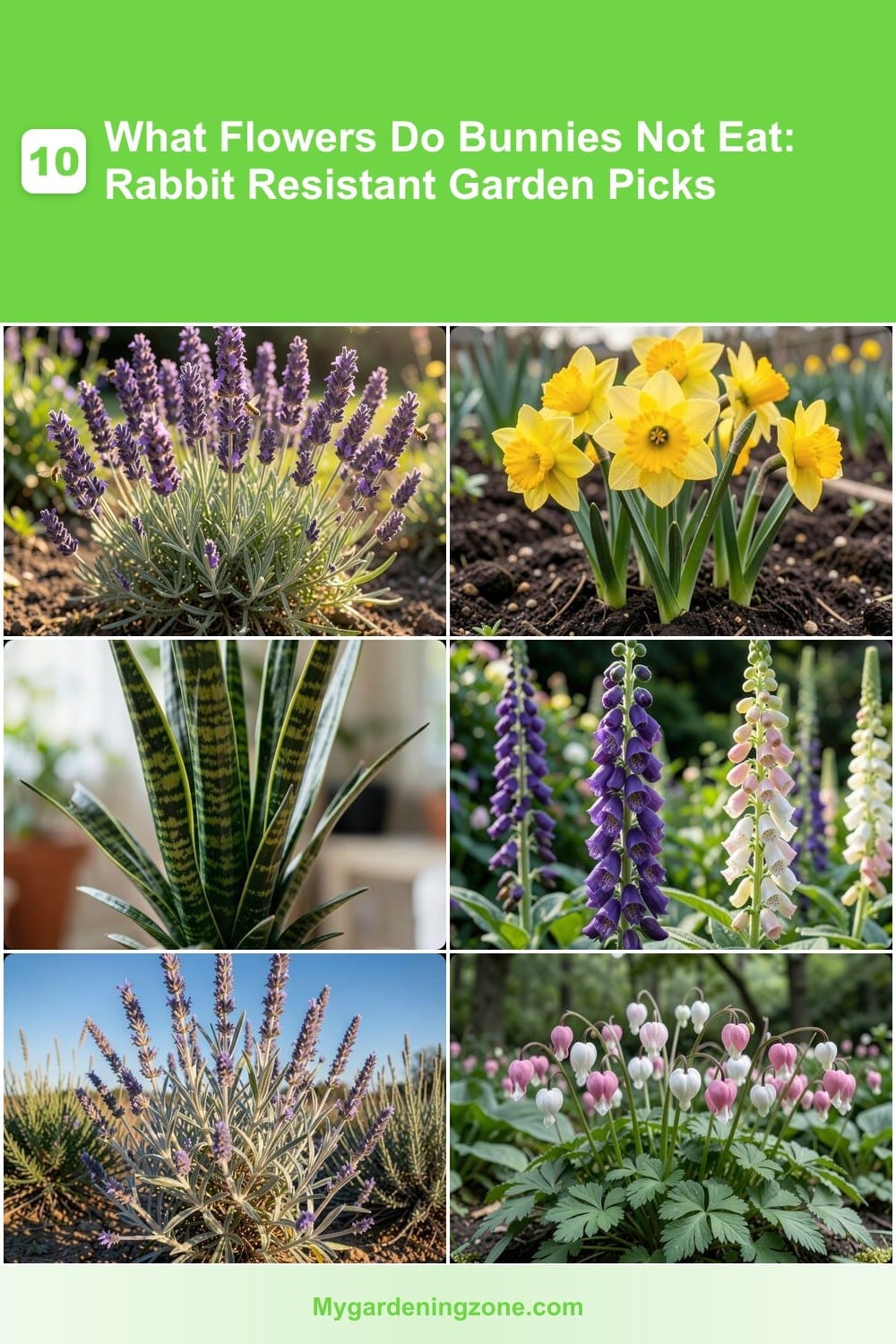 10 What Flowers Do Bunnies Not Eat: Rabbit Resistant Garden Picks 10 What Flowers Do Bunnies Not Eat: Rabbit Resistant Garden Picks