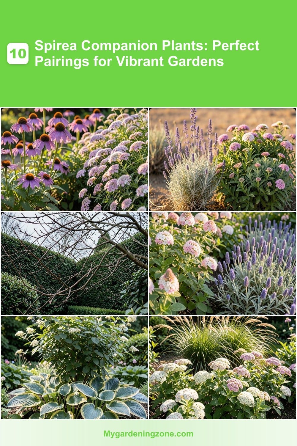 10 Spirea Companion Plants: Perfect Pairings for Vibrant Gardens 10 Spirea Companion Plants: Perfect Pairings for Vibrant Gardens