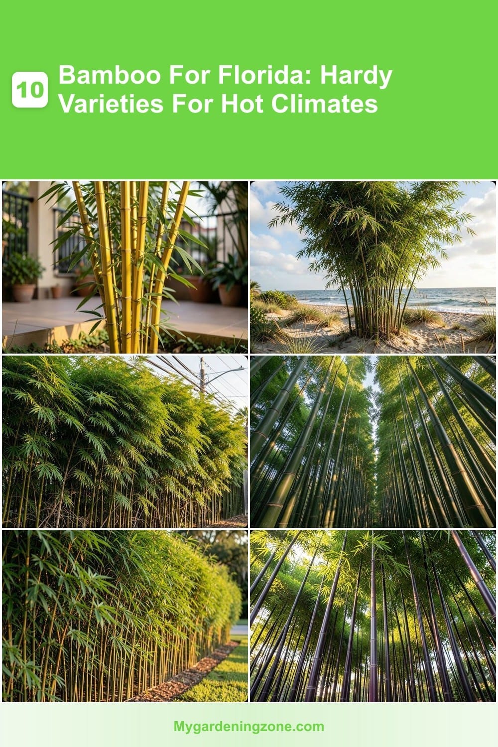 10 Bamboo For Florida: Hardy Varieties For Hot Climates