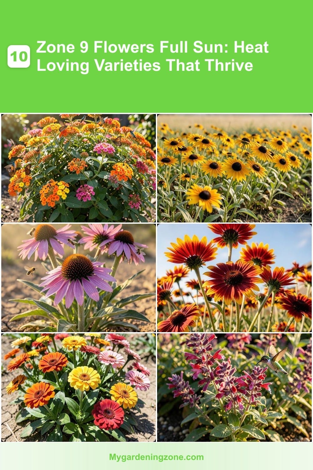 10 Zone 9 Flowers Full Sun: Heat Loving Varieties That Thrive 10 Zone 9 Flowers Full Sun: Heat Loving Varieties That Thrive