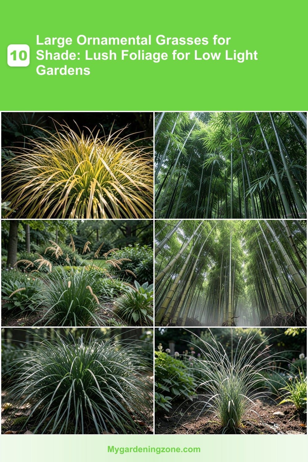 10 Large Ornamental Grasses for Shade: Lush Foliage for Low Light Gardens