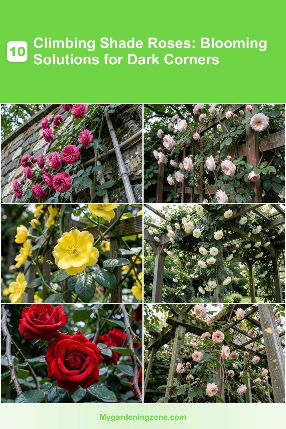 10 Climbing Shade Roses: Blooming Solutions for Dark Corners 10 Climbing Shade Roses: Blooming Solutions for Dark Corners