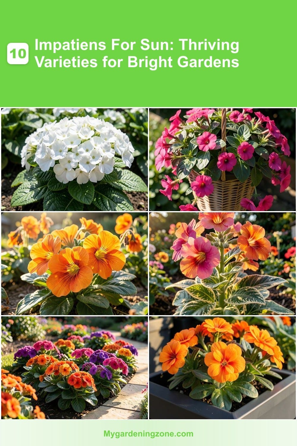 10 Impatiens For Sun: Thriving Varieties for Bright Gardens