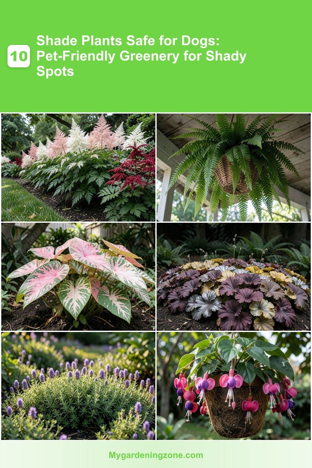 10 Shade Plants Safe for Dogs: Pet-Friendly Greenery for Shady Spots 10 Shade Plants Safe for Dogs: Pet-Friendly Greenery for Shady Spots