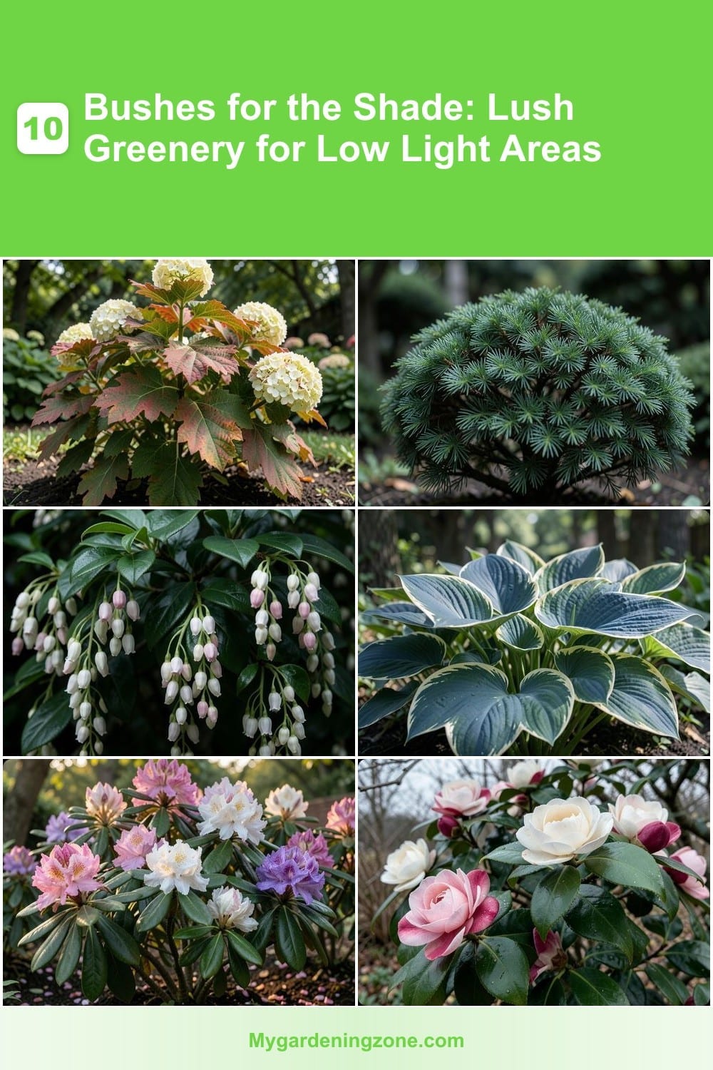 10 Bushes for the Shade: Lush Greenery for Low Light Areas 10 Bushes for the Shade: Lush Greenery for Low Light Areas