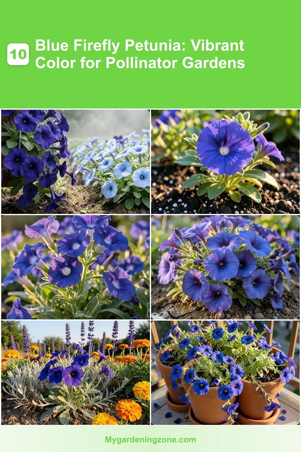10 Blue Firefly Petunia: Vibrant Color for Pollinator Gardens