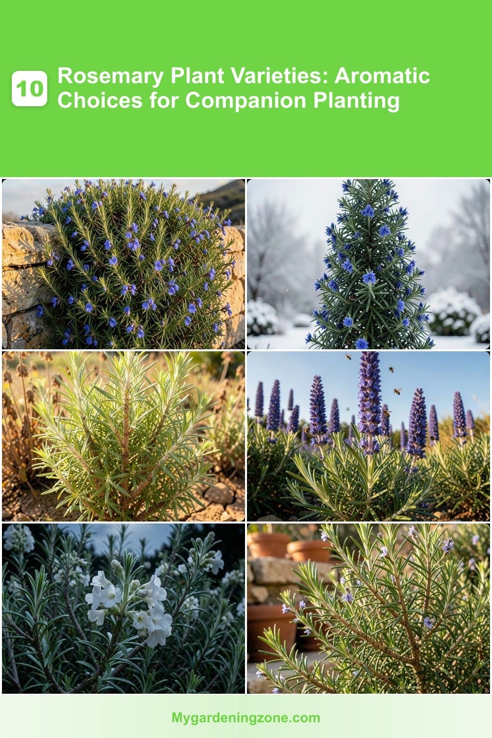 10 Rosemary Plant Varieties: Aromatic Choices for Companion Planting