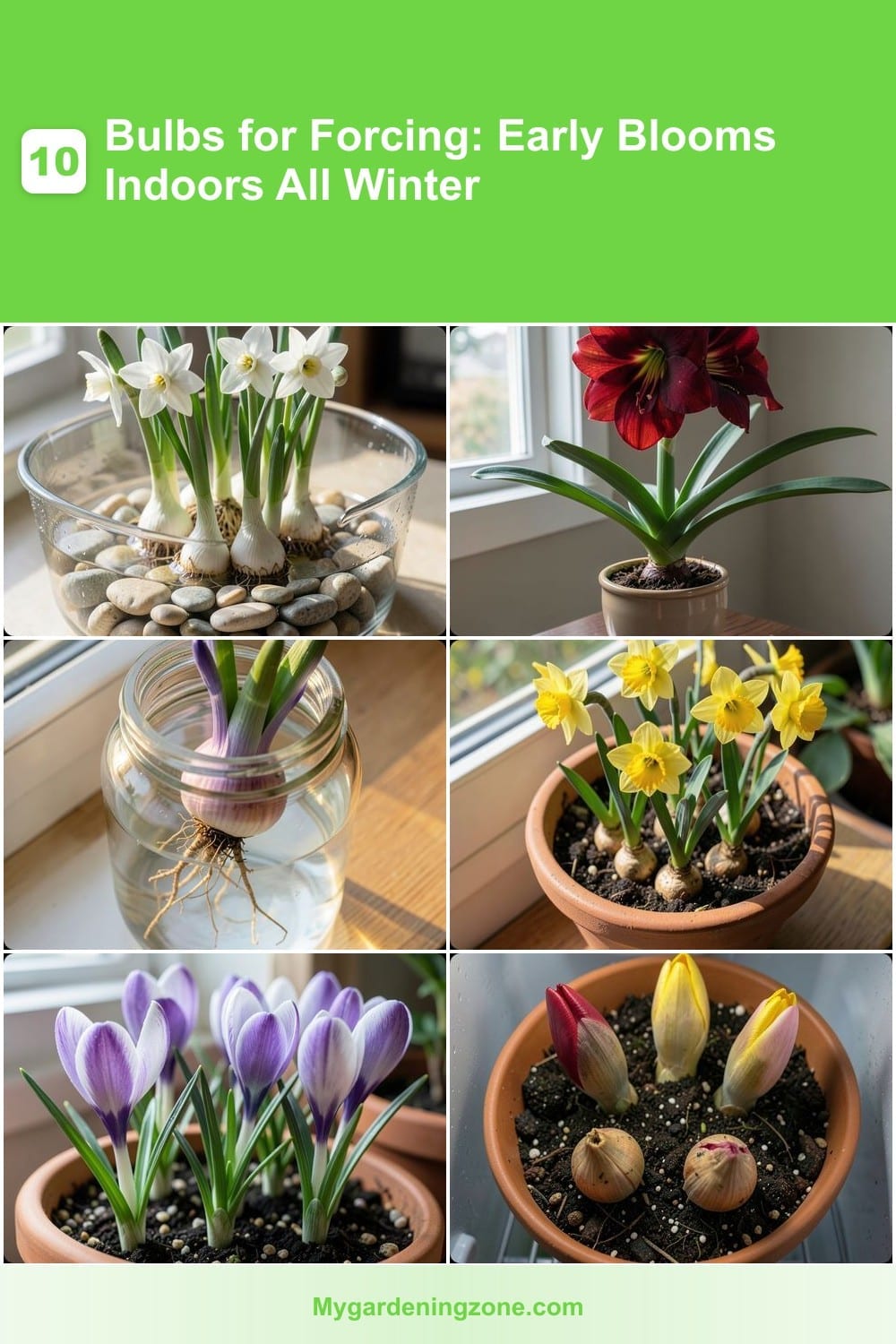 10 Bulbs for Forcing: Early Blooms Indoors All Winter 10 Bulbs for Forcing: Early Blooms Indoors All Winter