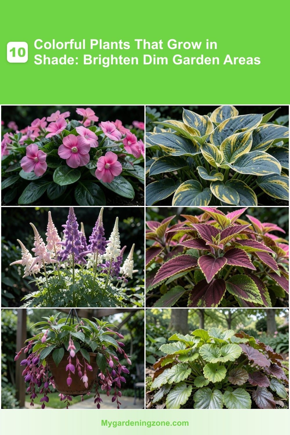 10 Colorful Plants That Grow in Shade: Brighten Dim Garden Areas