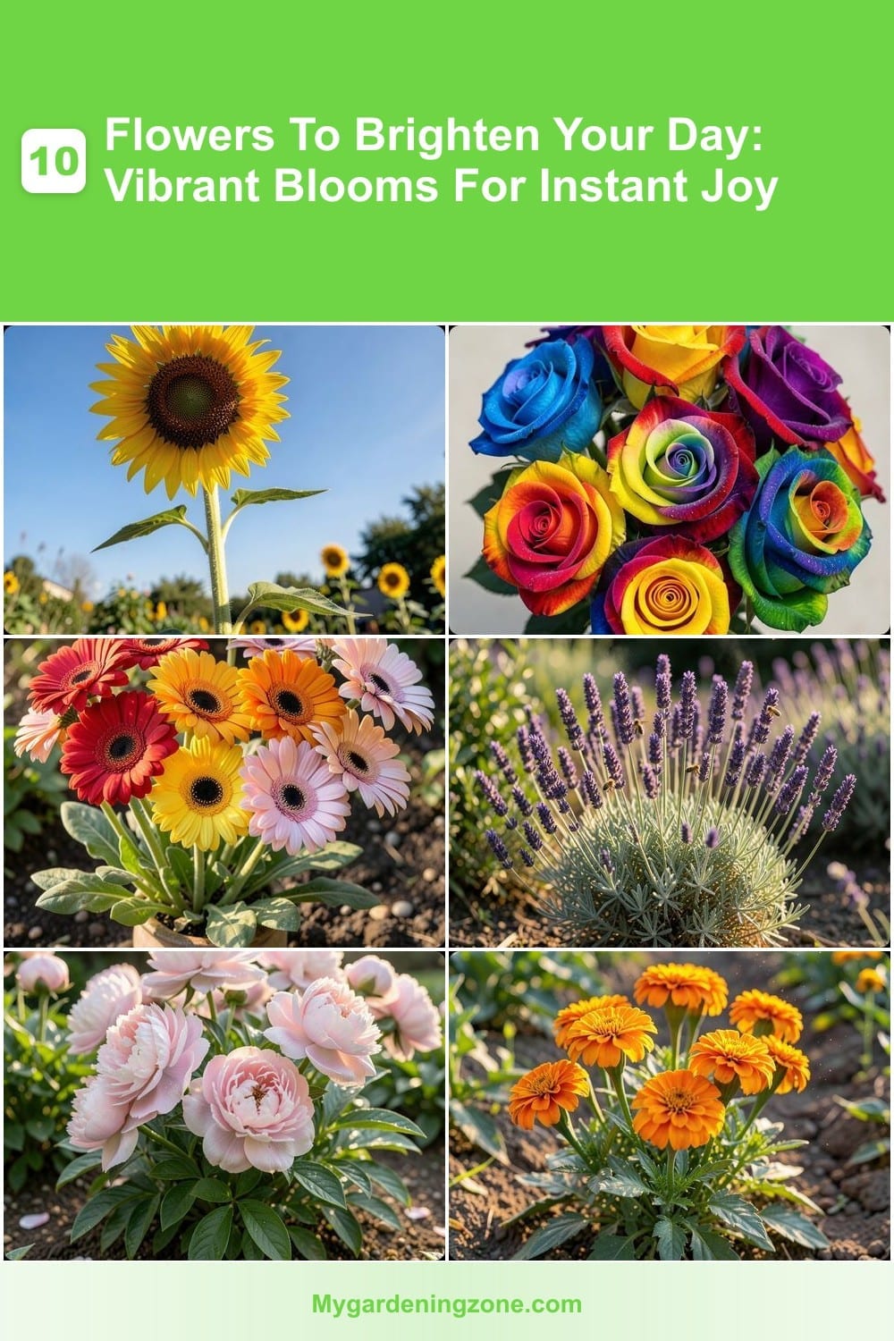 10 Flowers To Brighten Your Day: Vibrant Blooms For Instant Joy