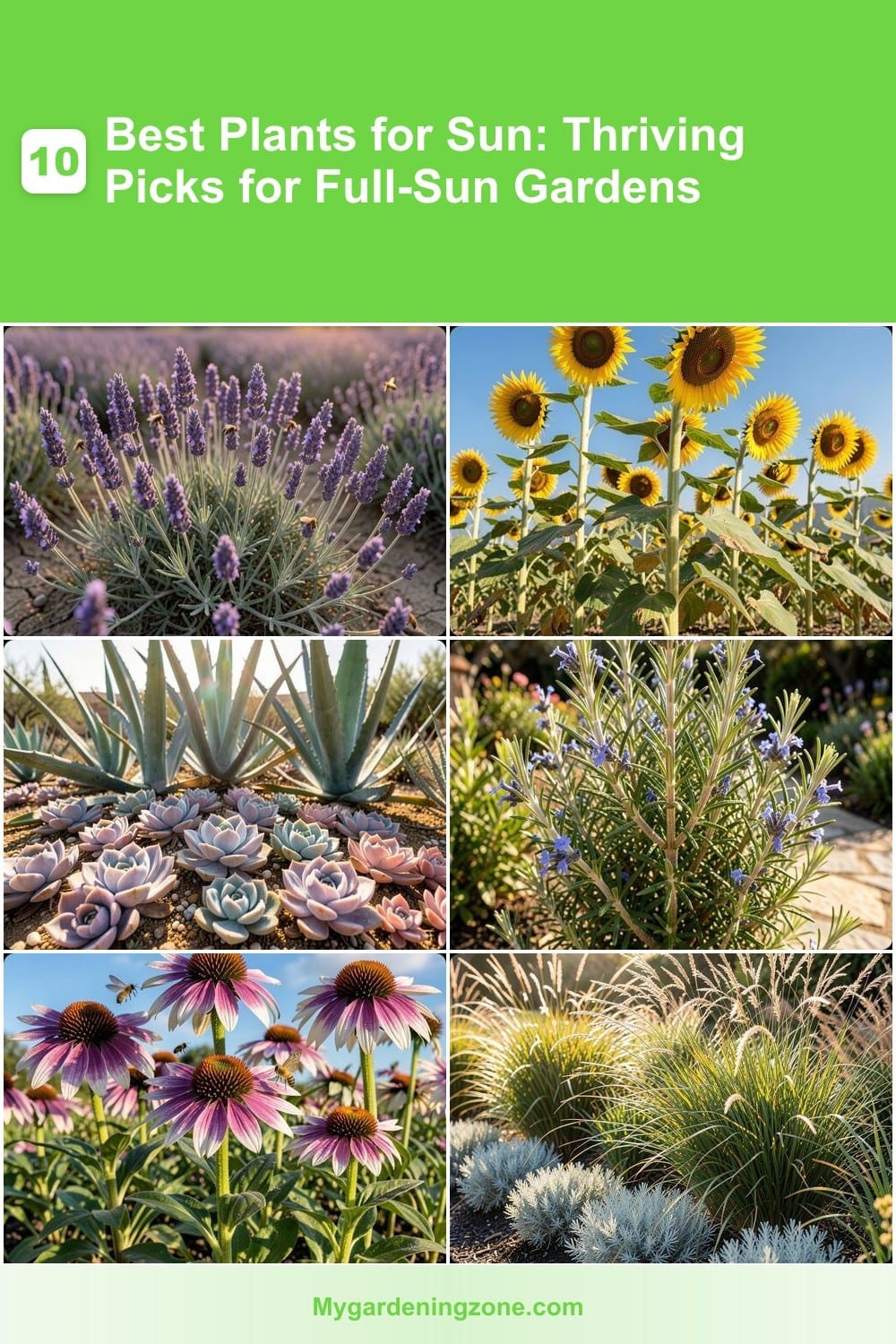 10 Best Plants for Sun: Thriving Picks for Full-Sun Gardens 10 Best Plants for Sun: Thriving Picks for Full-Sun Gardens
