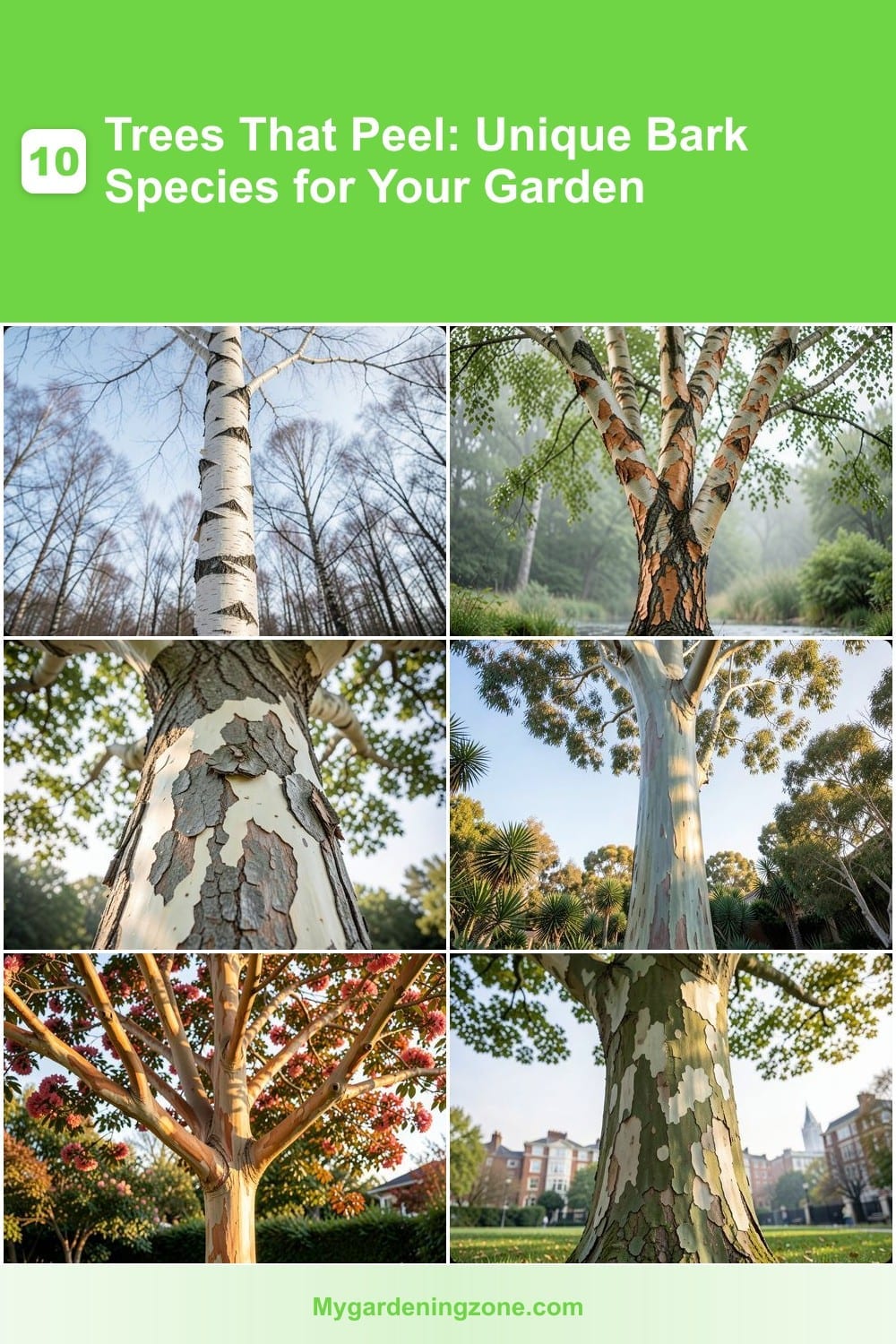 10 Trees That Peel: Unique Bark Species for Your Garden 10 Trees That Peel: Unique Bark Species for Your Garden