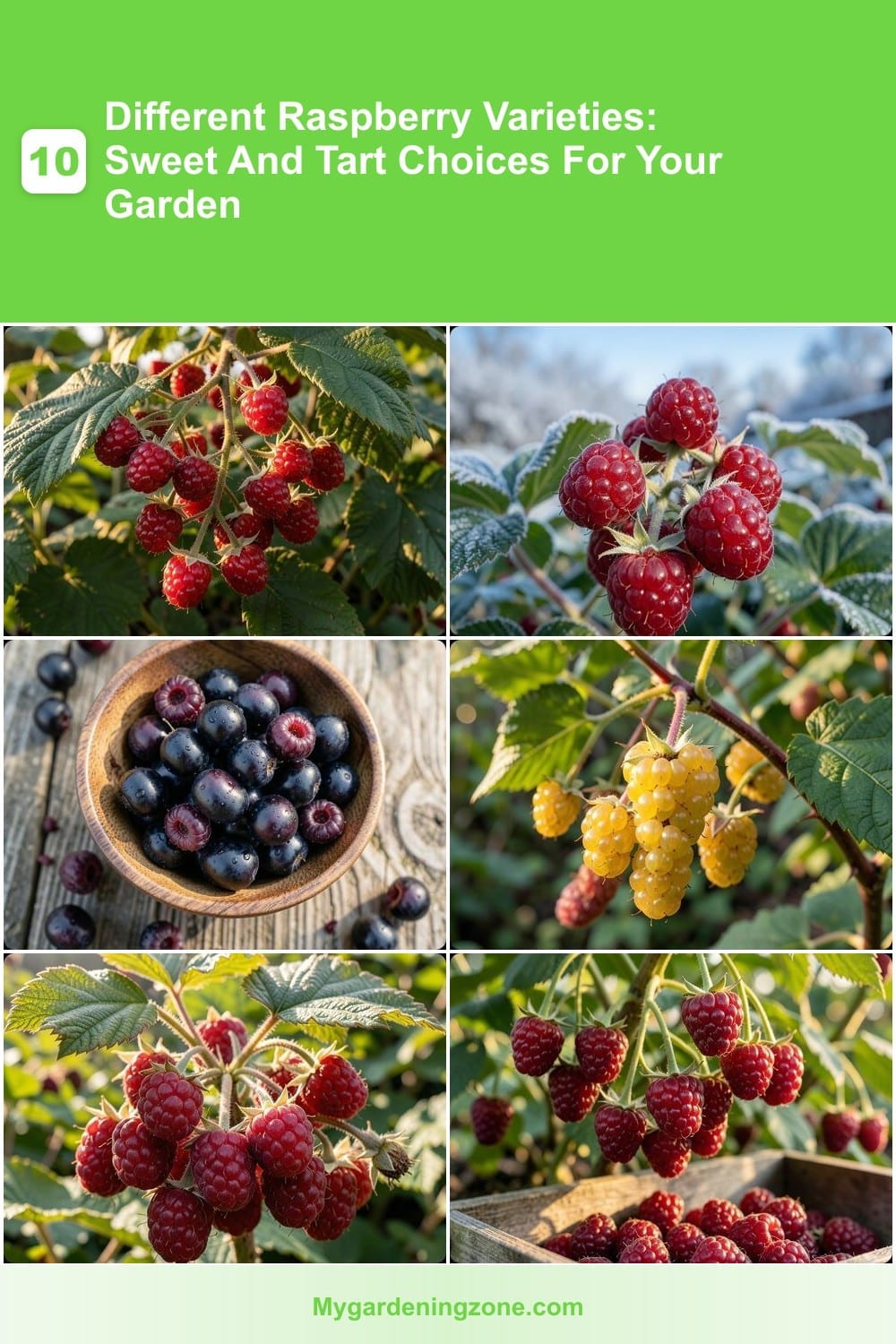10 Different Raspberry Varieties: Sweet And Tart Choices For Your Garden 10 Different Raspberry Varieties: Sweet And Tart Choices For Your Garden