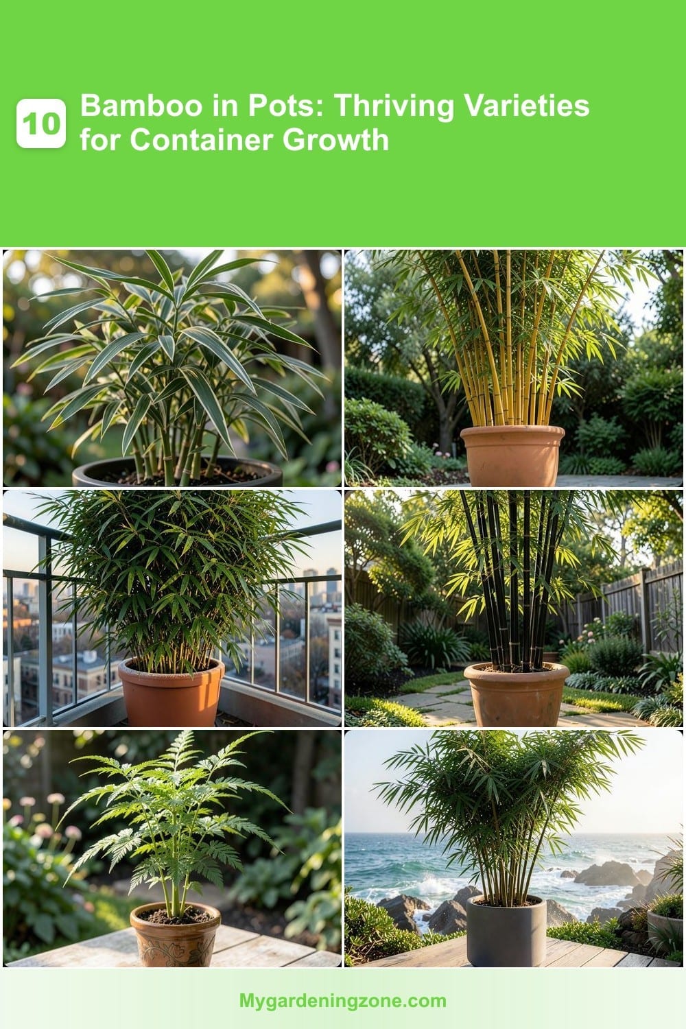 10 Bamboo in Pots: Thriving Varieties for Container Growth
