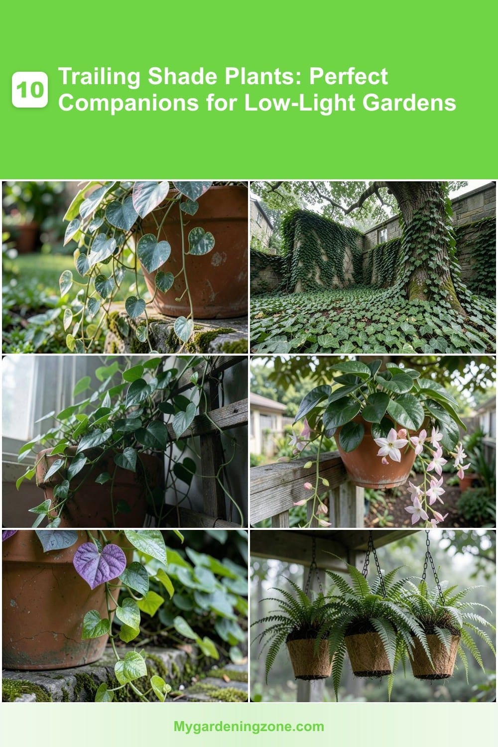 10 Trailing Shade Plants: Perfect Companions for Low-Light Gardens 10 Trailing Shade Plants: Perfect Companions for Low-Light Gardens