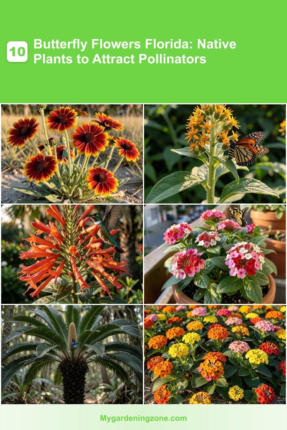 10 Butterfly Flowers Florida: Native Plants to Attract Pollinators 10 Butterfly Flowers Florida: Native Plants to Attract Pollinators