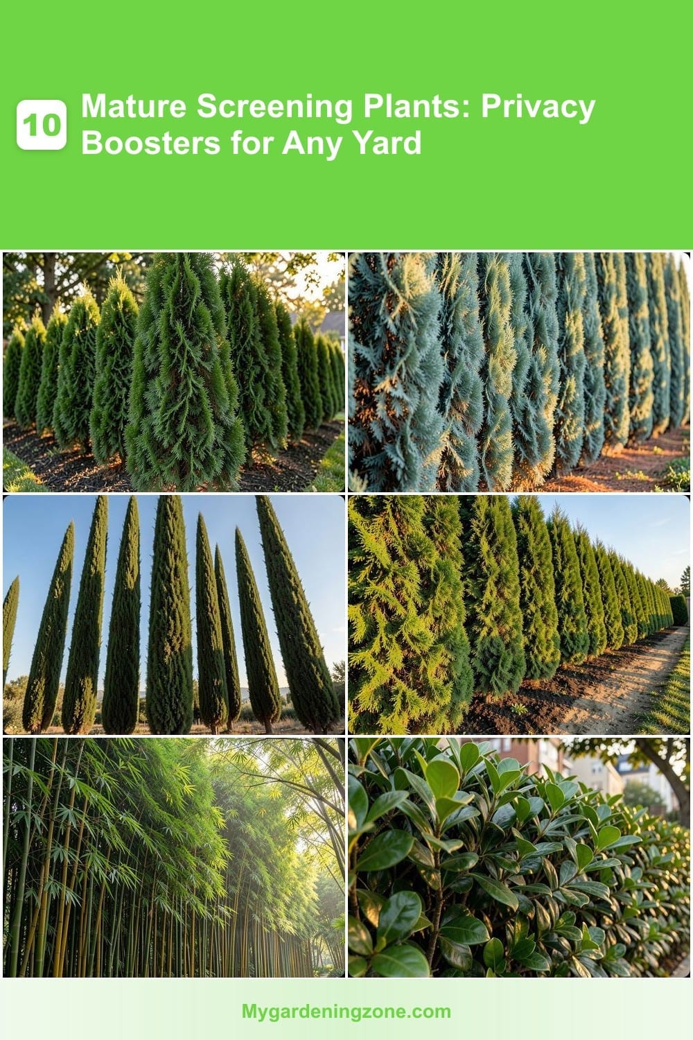 10 Mature Screening Plants: Privacy Boosters for Any Yard