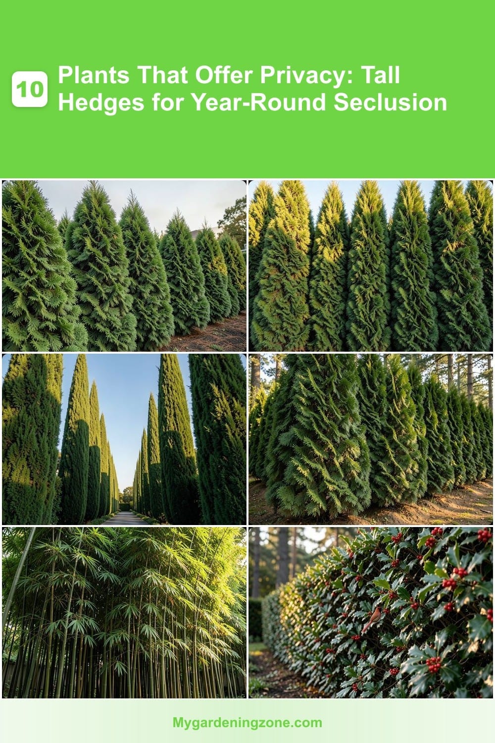 10 Plants That Offer Privacy: Tall Hedges for Year-Round Seclusion 10 Plants That Offer Privacy: Tall Hedges for Year-Round Seclusion