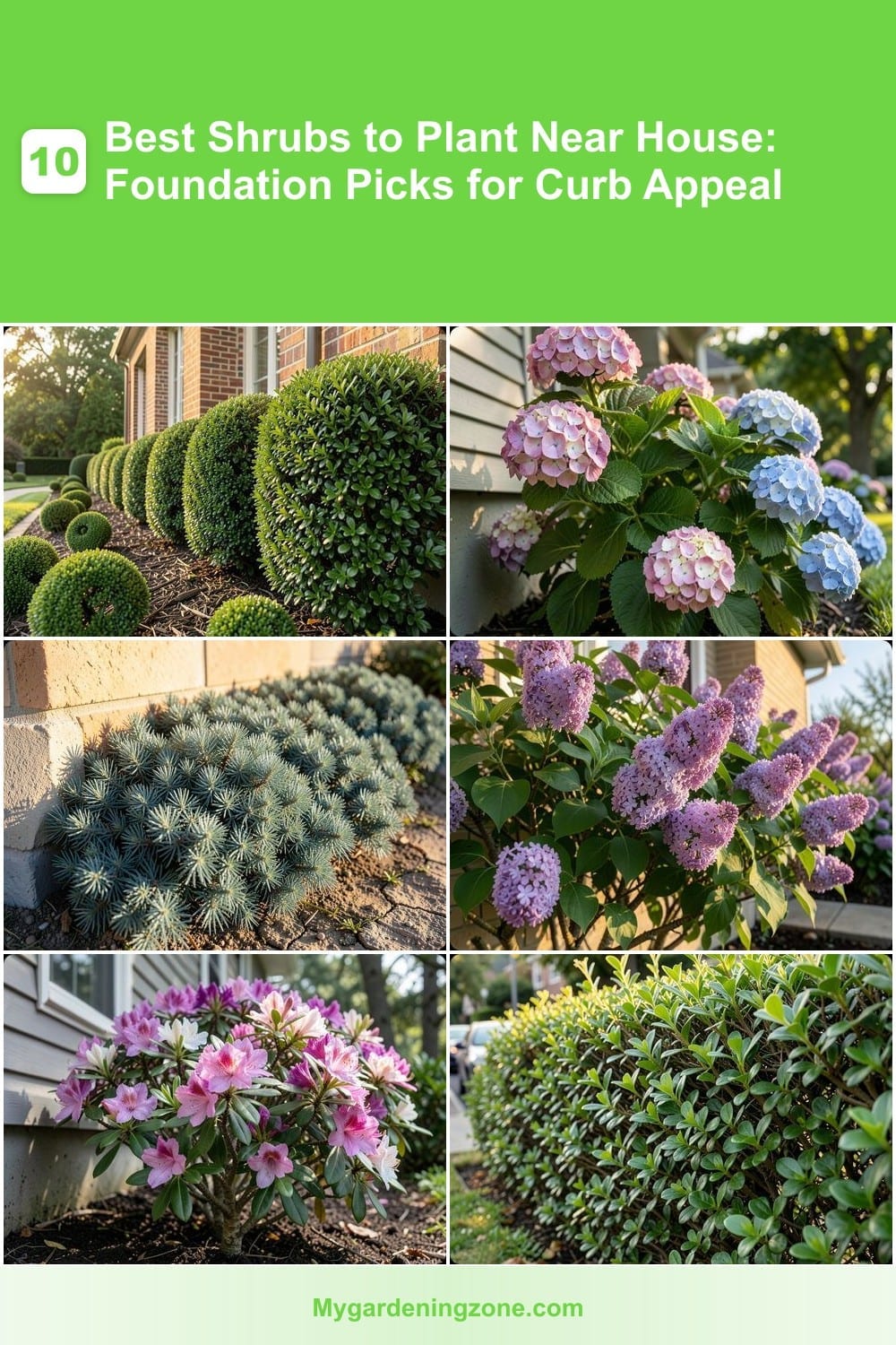 10 Best Shrubs to Plant Near House: Foundation Picks for Curb Appeal