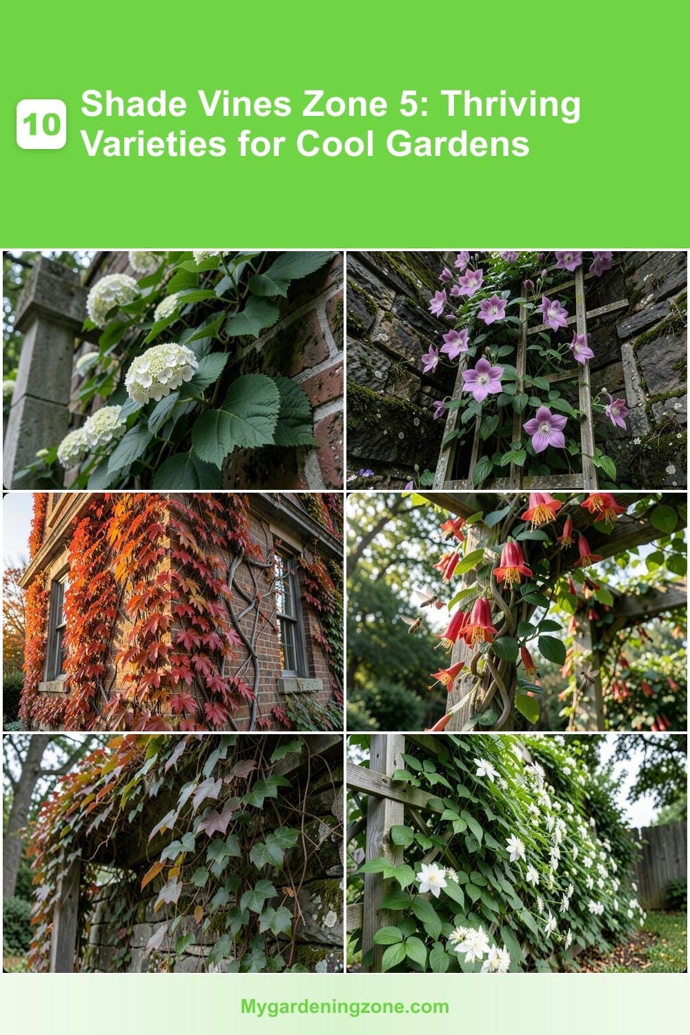 10 Shade Vines Zone 5: Thriving Varieties for Cool Gardens 10 Shade Vines Zone 5: Thriving Varieties for Cool Gardens