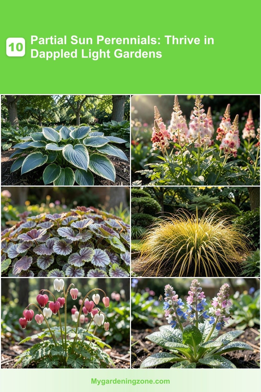 10 Partial Sun Perennials: Thrive in Dappled Light Gardens 10 Partial Sun Perennials: Thrive in Dappled Light Gardens