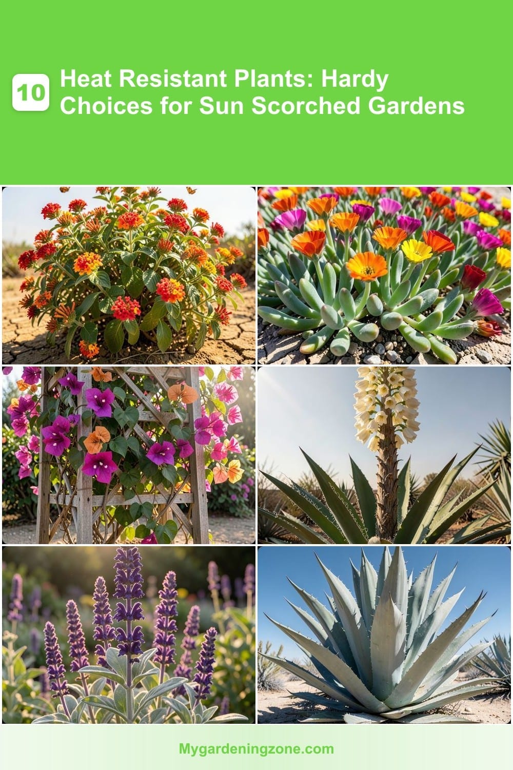 10 Heat Resistant Plants: Hardy Choices for Sun Scorched Gardens