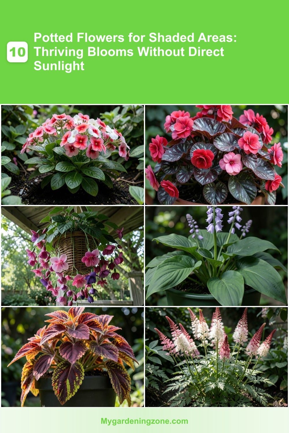 10 Potted Flowers for Shaded Areas: Thriving Blooms Without Direct Sunlight 10 Potted Flowers for Shaded Areas: Thriving Blooms Without Direct Sunlight