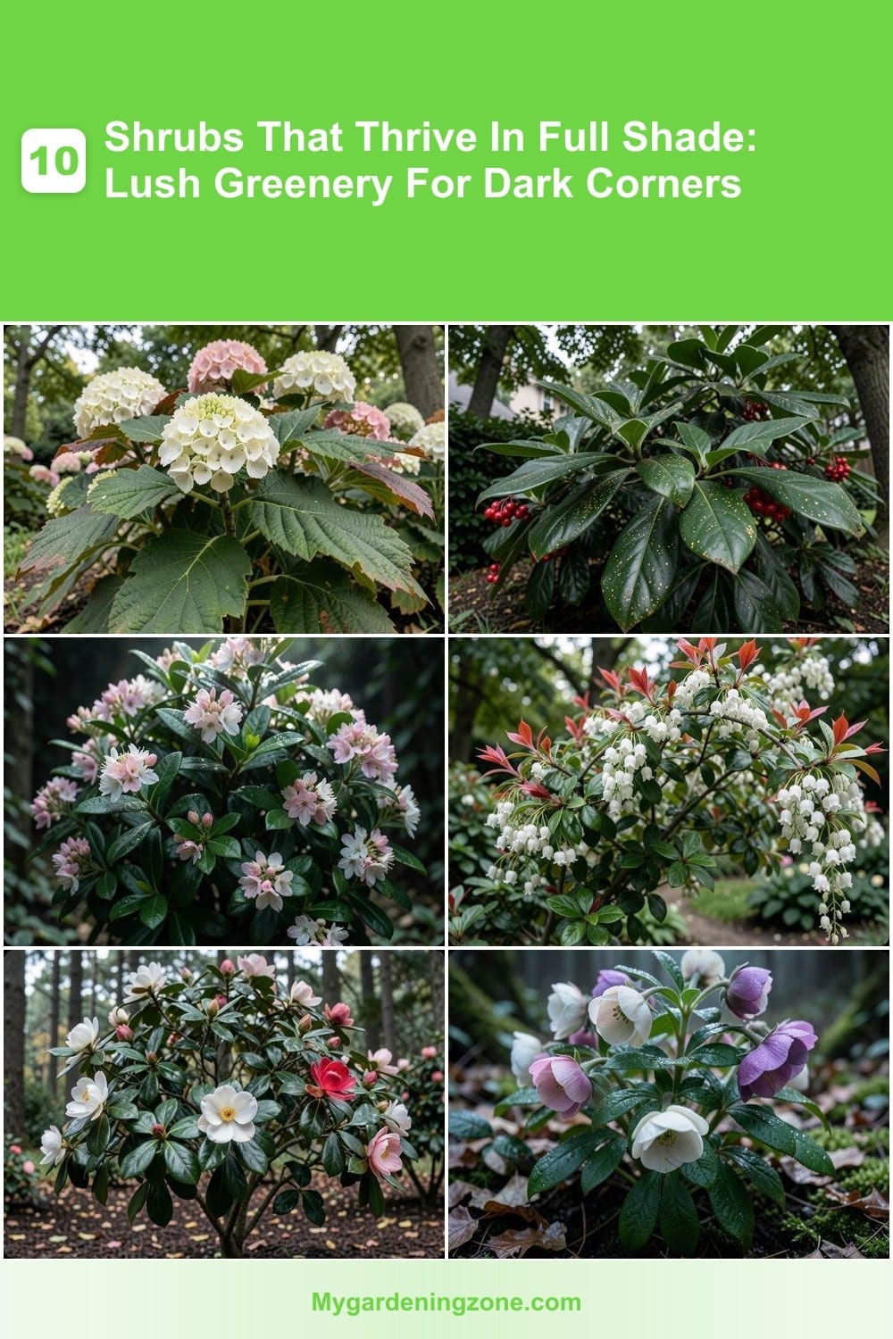 10 Shrubs That Thrive In Full Shade: Lush Greenery For Dark Corners