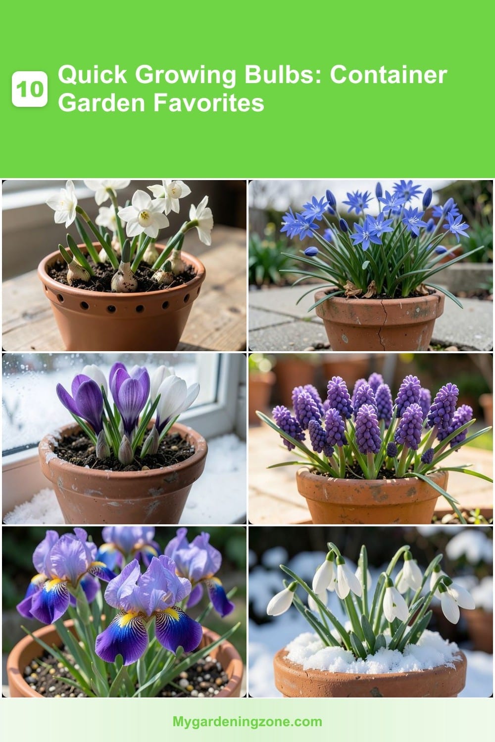 10 Quick Growing Bulbs: Container Garden Favorites 10 Quick Growing Bulbs: Container Garden Favorites