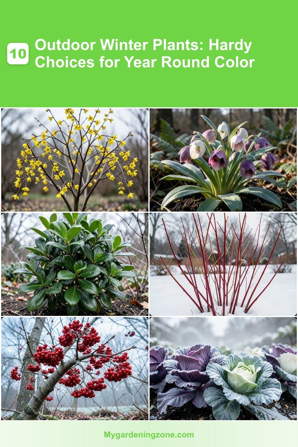 10 Outdoor Winter Plants: Hardy Choices for Year Round Color