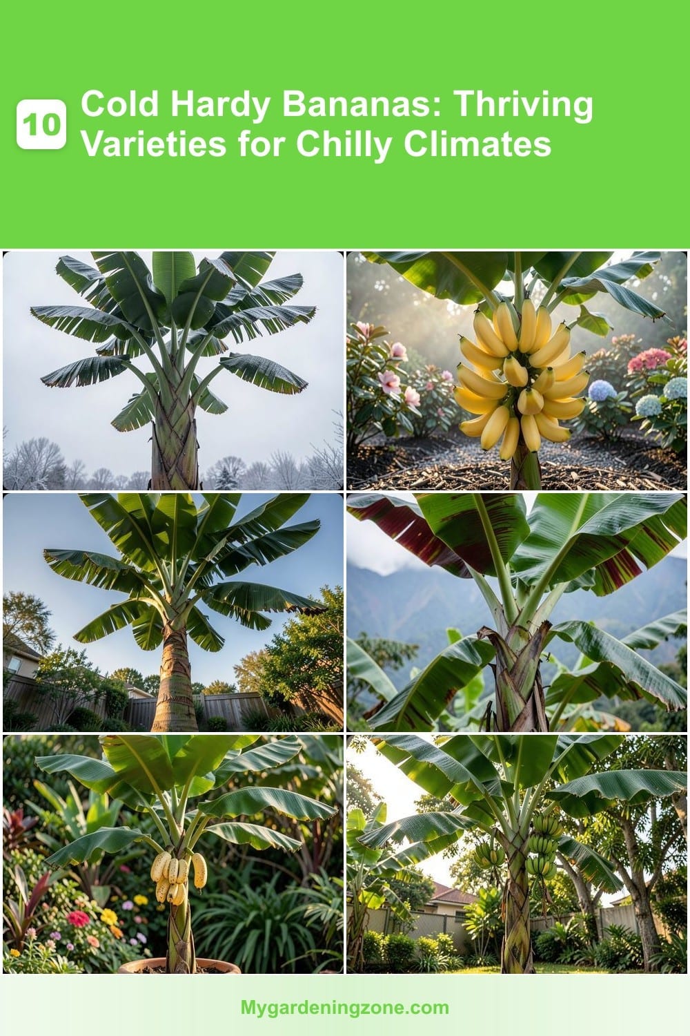 10 Cold Hardy Bananas: Thriving Varieties for Chilly Climates 10 Cold Hardy Bananas: Thriving Varieties for Chilly Climates
