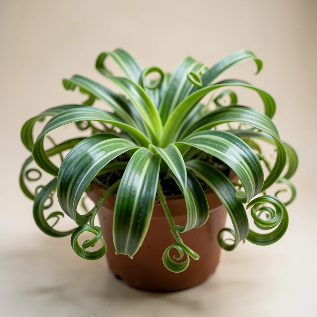 Bonnie Curly Spider Plant