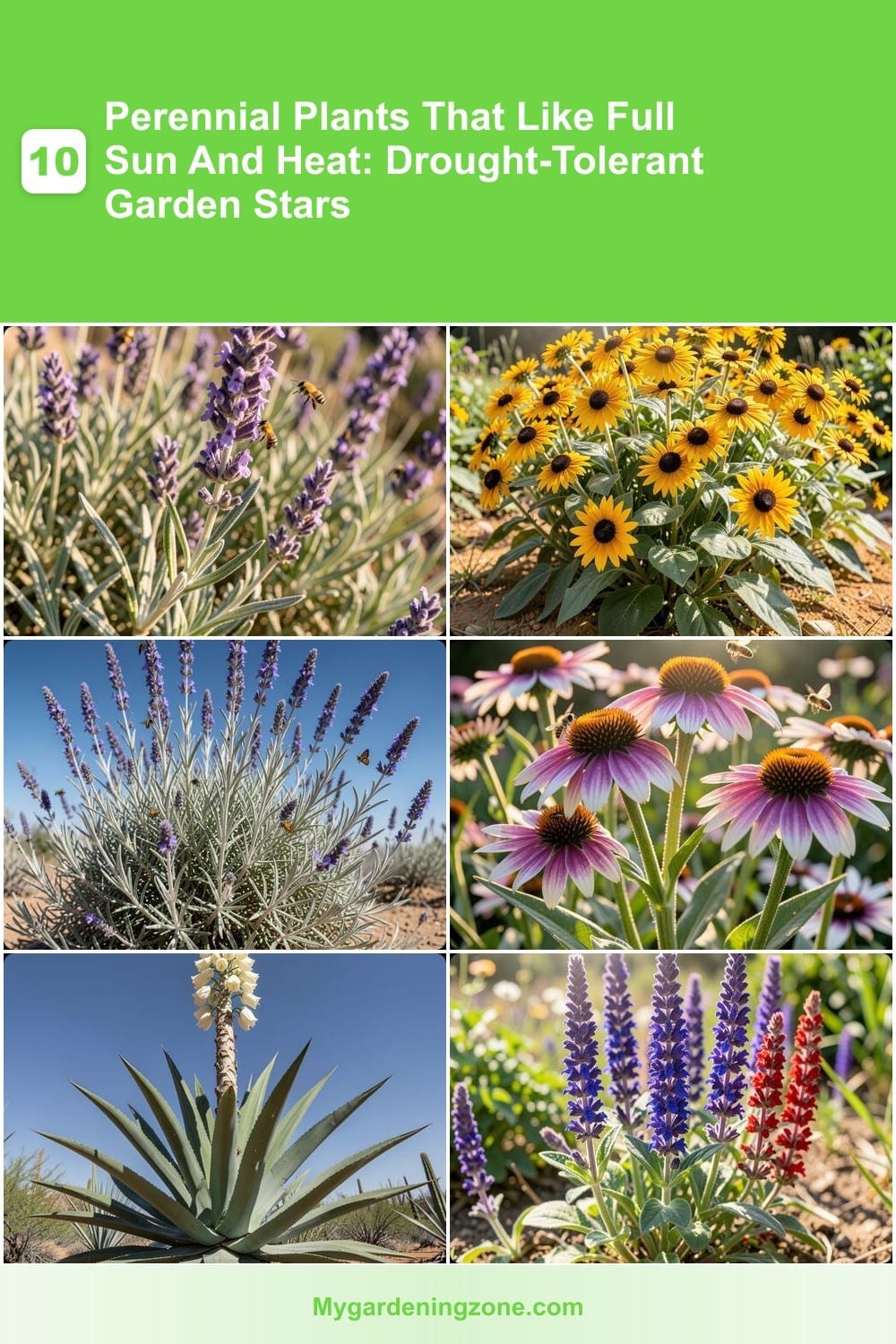 10 Perennial Plants That Like Full Sun And Heat: Drought-Tolerant Garden Stars