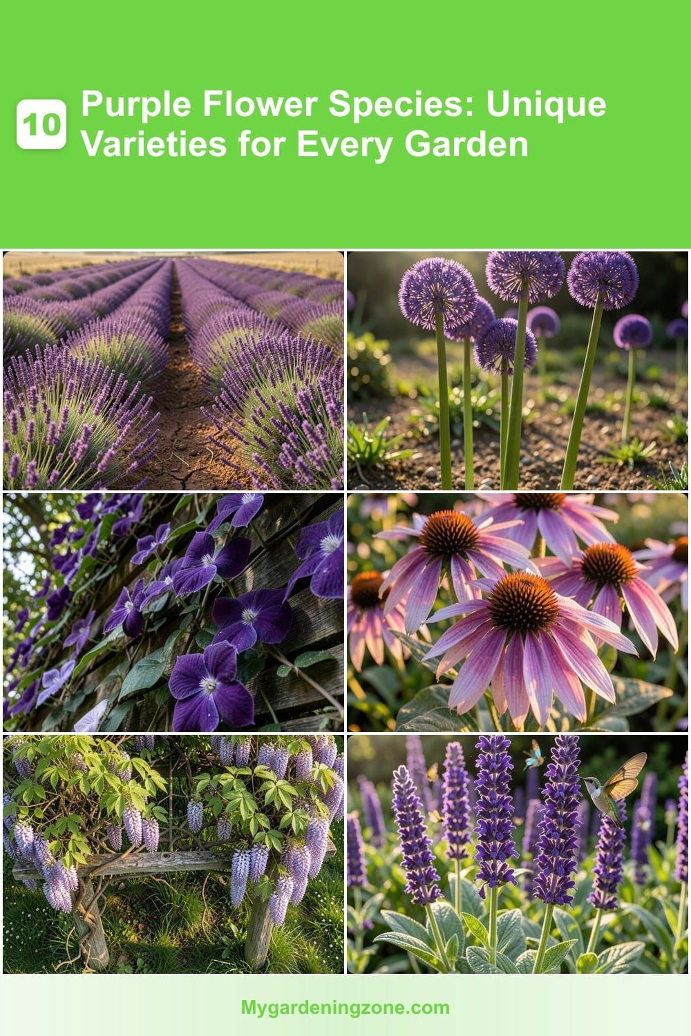 10 Purple Flower Species: Unique Varieties for Every Garden 10 Purple Flower Species: Unique Varieties for Every Garden