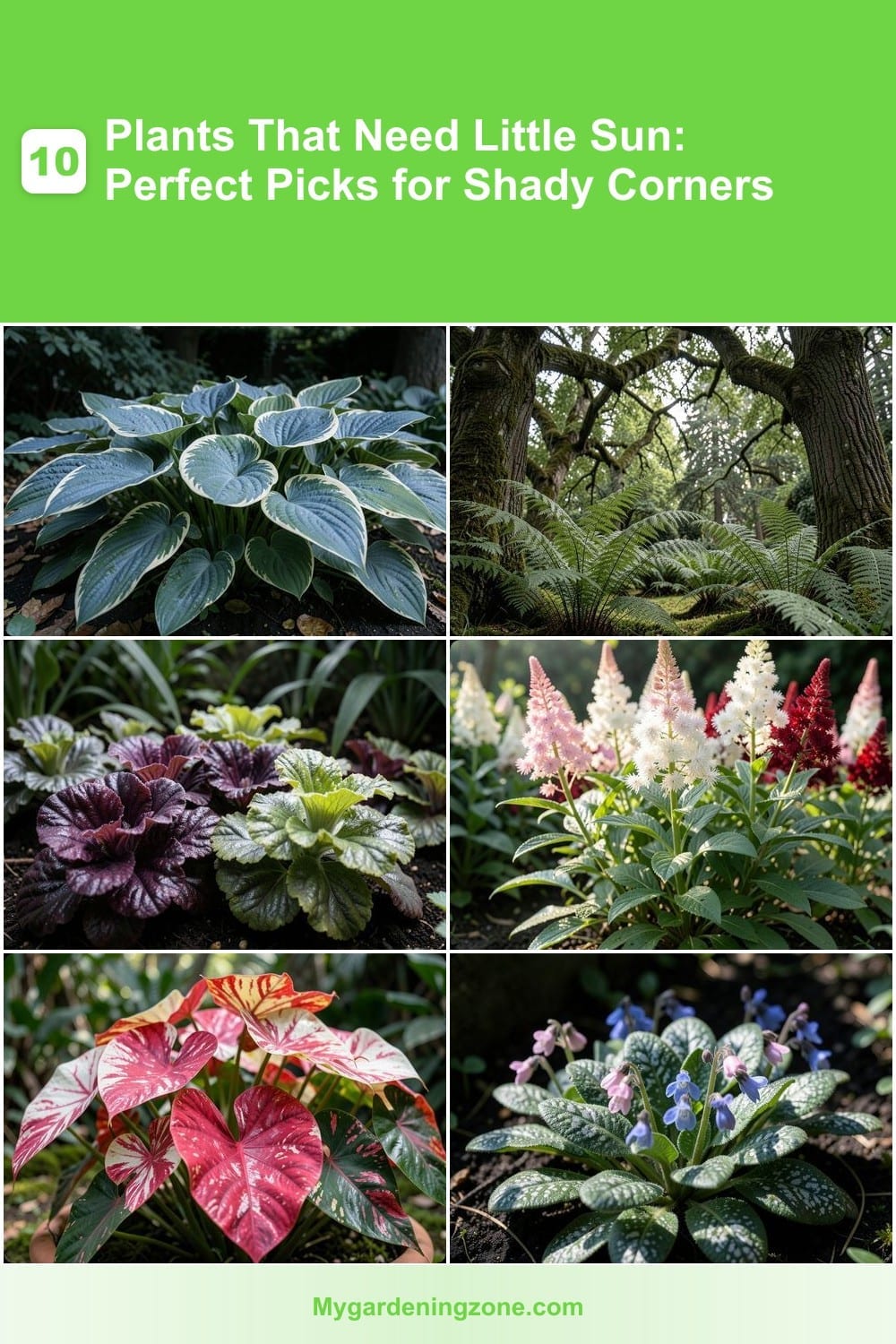 10 Plants That Need Little Sun: Perfect Picks for Shady Corners 10 Plants That Need Little Sun: Perfect Picks for Shady Corners