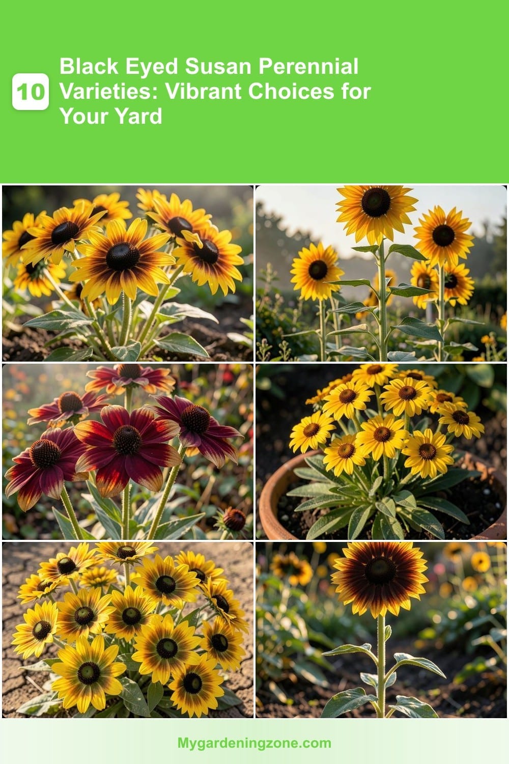 10 Black Eyed Susan Perennial Varieties: Vibrant Choices for Your Yard