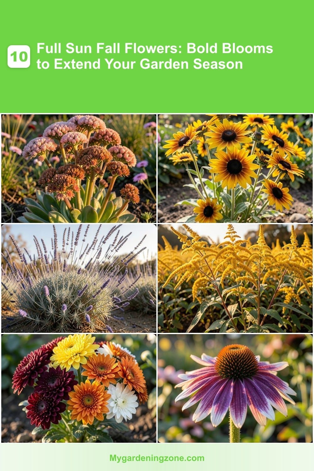 10 Full Sun Fall Flowers: Bold Blooms to Extend Your Garden Season 10 Full Sun Fall Flowers: Bold Blooms to Extend Your Garden Season