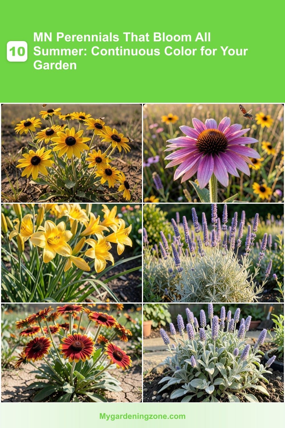 10 MN Perennials That Bloom All Summer: Continuous Color for Your Garden 10 MN Perennials That Bloom All Summer: Continuous Color for Your Garden