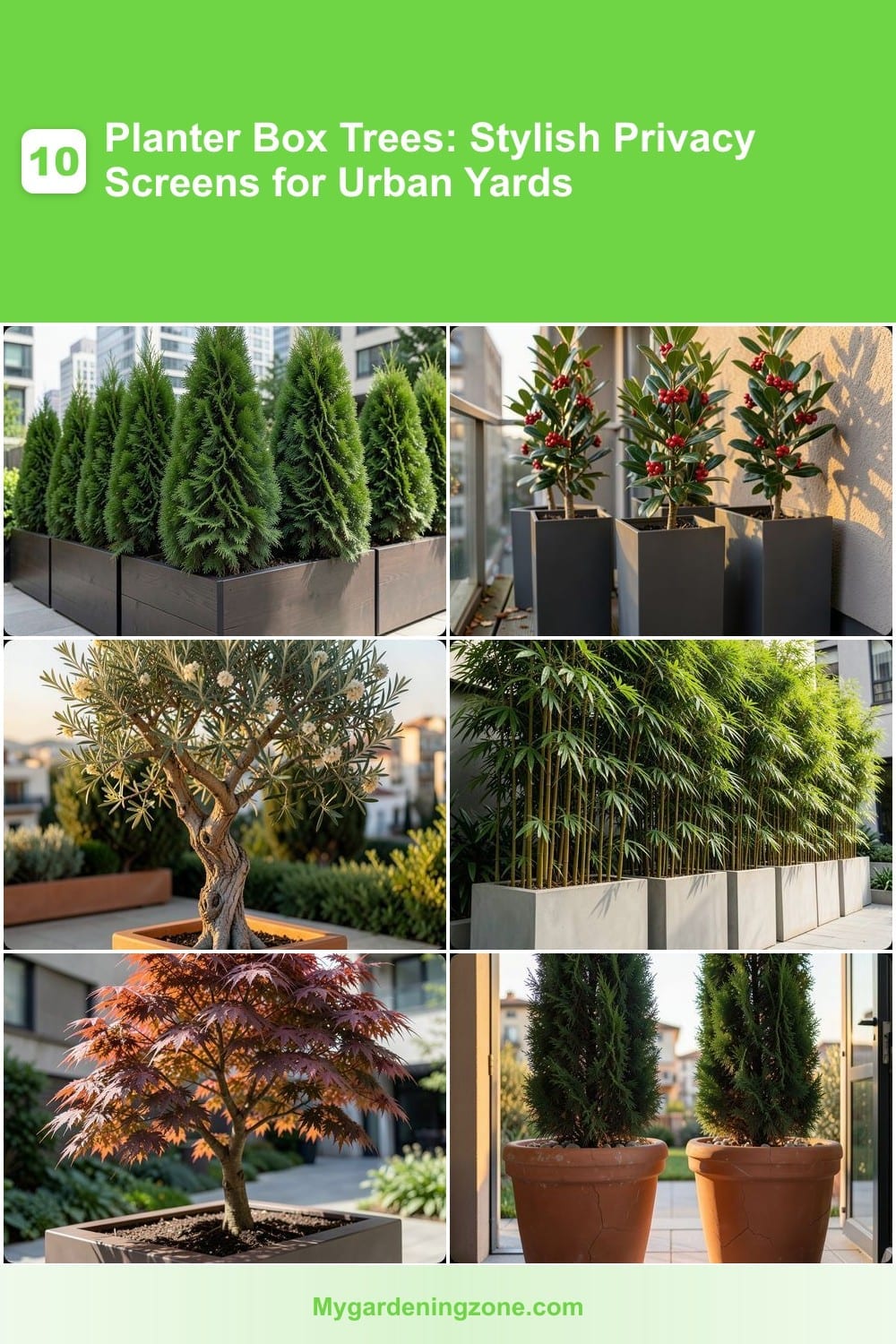 10 Planter Box Trees: Stylish Privacy Screens for Urban Yards 10 Planter Box Trees: Stylish Privacy Screens for Urban Yards