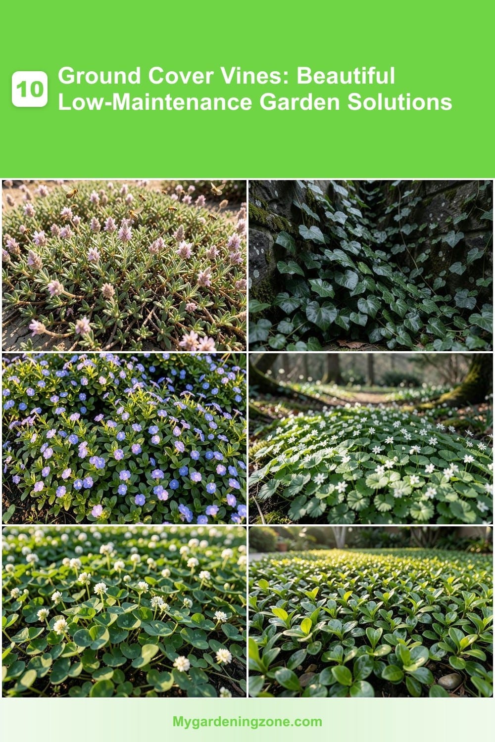 10 Ground Cover Vines: Beautiful Low-Maintenance Garden Solutions 10 Ground Cover Vines: Beautiful Low-Maintenance Garden Solutions